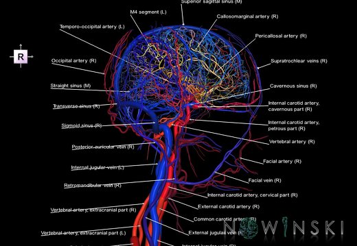 G4.T15.2-16.1.-17.2-18.2.V4.C2.L1.Intracranial arteries–Intracranial venous system–Extracranial arteries–Extracranial veins