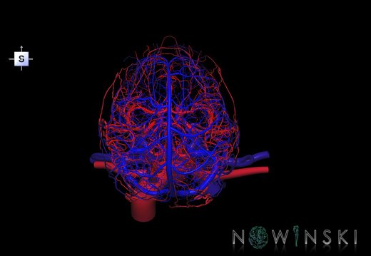 G4.T15.2-16.1.-17.2-18.2.V5.C1.L0.Intracranial arteries–Intracranial venous system–Extracranial arteries–Extracranial veins