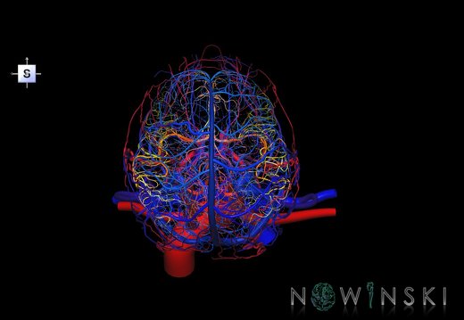 G4.T15.2-16.1.-17.2-18.2.V5.C2.L0.Intracranial arteries–Intracranial venous system–Extracranial arteries–Extracranial veins