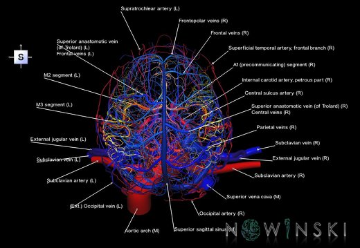 G4.T15.2-16.1.-17.2-18.2.V5.C2.L1.Intracranial arteries–Intracranial venous system–Extracranial arteries–Extracranial veins