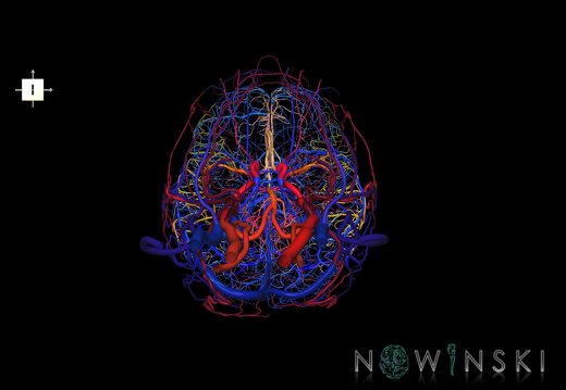 G4.T15.2-16.1.-17.2-18.2.V6.C2.L0.Intracranial arteries–Intracranial venous system–Extracranial arteries–Extracranial veins