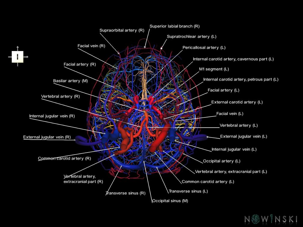 G4.T15.2-16.1.-17.2-18.2.V6.C2.L1.Intracranial arteries–Intracranial venous system–Extracranial arteries–Extracranial veins
