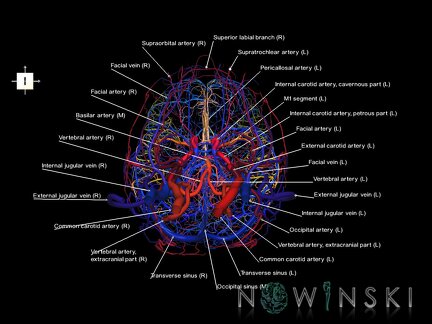 G4.T15.2-16.1.-17.2-18.2.V6.C2.L1.Intracranial arteries–Intracranial venous system–Extracranial arteries–Extracranial veins