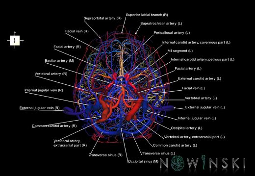 G4.T15.2-16.1.-17.2-18.2.V6.C2.L1.Intracranial arteries–Intracranial venous system–Extracranial arteries–Extracranial veins