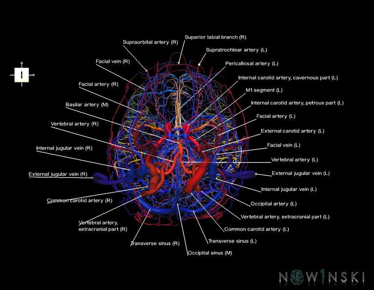 G4.T15.2-16.1.-17.2-18.2.V6.C2.L1.Intracranial_arteries–Intracranial_venous_system–Extracranial_arteries–Extracranial_veins.tiff