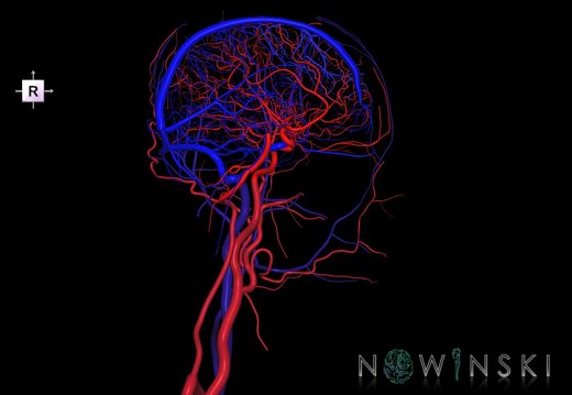 G4.T15.3-16.2.-17.3-18.3.V4.C1.L0.Intracranial arterial–venous systems–Extracranial arteries–veins.Left