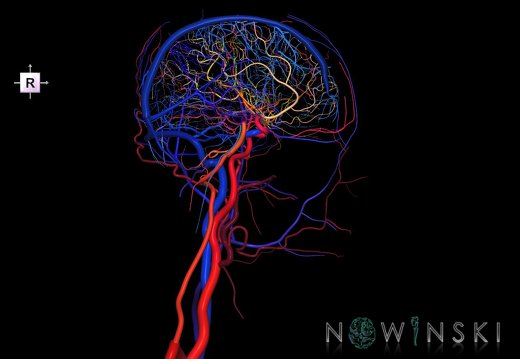 G4.T15.3-16.2.-17.3-18.3.V4.C2.L0.Intracranial arterial–venous systems–Extracranial arteries–veins.Left