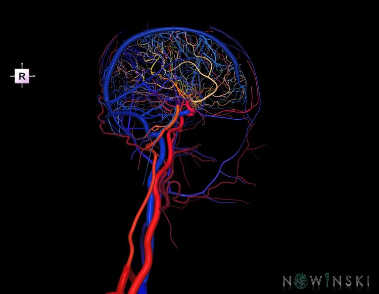 G4.T15.3-16.2.-17.3-18.3.V4.C2.L0.Intracranial_arterial–venous_systems–Extracranial_arteries–veins.Left.tiff