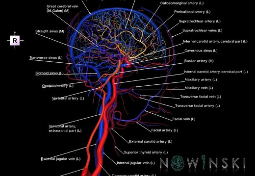 G4.T15.3-16.2.-17.3-18.3.V4.C2.L1.Intracranial arterial–venous systems–Extracranial arteries–veins.Left