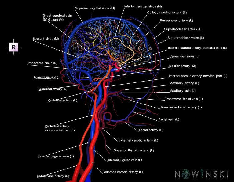 G4.T15.3-16.2.-17.3-18.3.V4.C2.L1.Intracranial_arterial–venous_systems–Extracranial_arteries–veins.Left.tiff