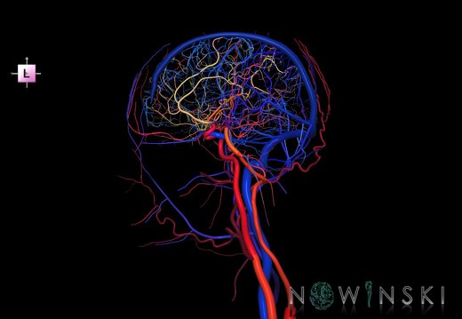 G4.T15.4-16.3.-17.4-18.4.V2.C2.L0.Intracranial arterial–venous systems–Extracranial arteries–veins.Right