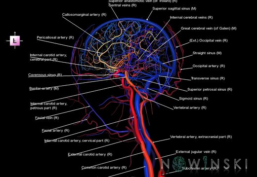 G4T15.4-16.3-17.4-18.4.IntracranialArterial-VenousSystems-ExtracranialArteries-Veins.Right