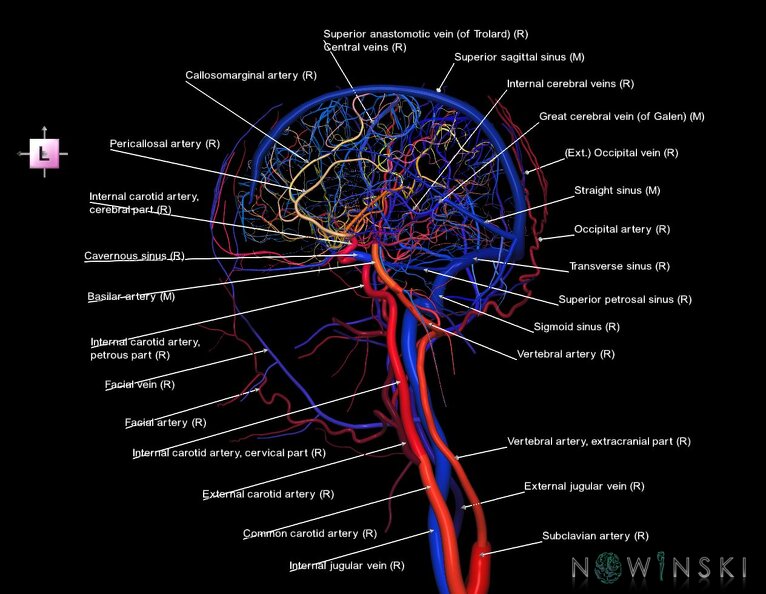 G4.T15.4-16.3.-17.4-18.4.V2.C2.L1.Intracranial_arterial–venous_systems–Extracranial_arteries–veins.Right.tiff