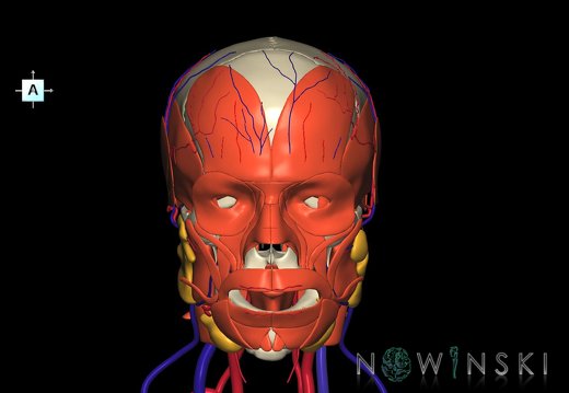 G4.T17.2-18.2-20.1-21-22.1.V1.C1.L0.Extracranial arteries–veins–Head muscles–Glands–Skull
