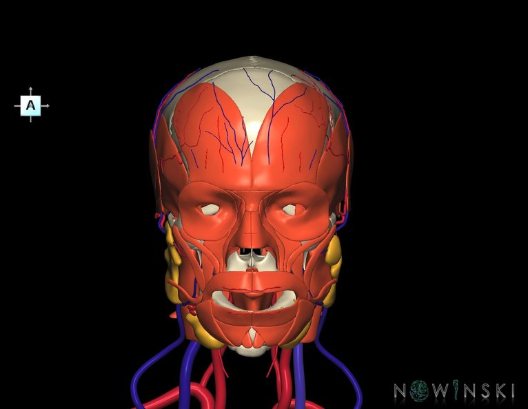 G4.T17.2-18.2-20.1-21-22.1.V1.C1.L0.Extracranial_arteries–veins–Head_muscles–Glands–Skull.tiff