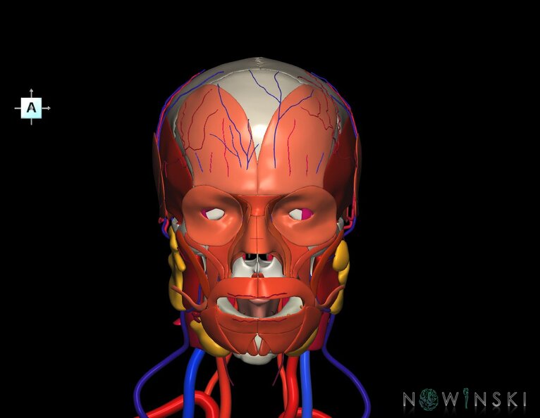 G4.T17.2-18.2-20.1-21-22.1.V1.C2.L0.Extracranial_arteries–veins–Head_muscles–Glands–Skull.tiff