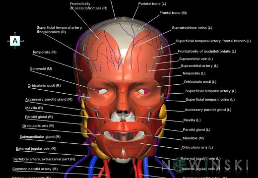 G4.T17.2-18.2-20.1-21-22.1.V1.C2.L1.Extracranial arteries–veins–Head muscles–Glands–Skull