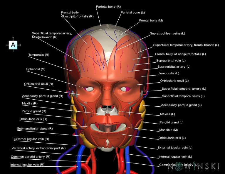 G4.T17.2-18.2-20.1-21-22.1.V1.C2.L1.Extracranial_arteries–veins–Head_muscles–Glands–Skull.tiff