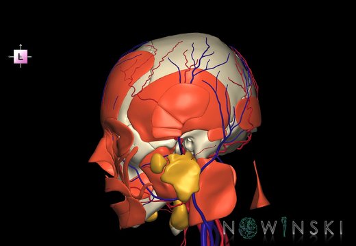 G4.T17.2-18.2-20.1-21-22.1.V2.C1.L0.Extracranial arteries–veins–Head muscles–Glands–Skull
