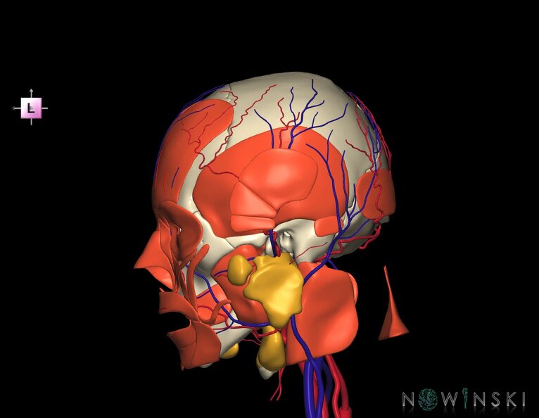 G4.T17.2-18.2-20.1-21-22.1.V2.C1.L0.Extracranial_arteries–veins–Head_muscles–Glands–Skull.tiff