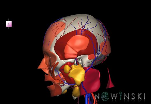 G4.T17.2-18.2-20.1-21-22.1.V2.C2.L0.Extracranial arteries–veins–Head muscles–Glands–Skull
