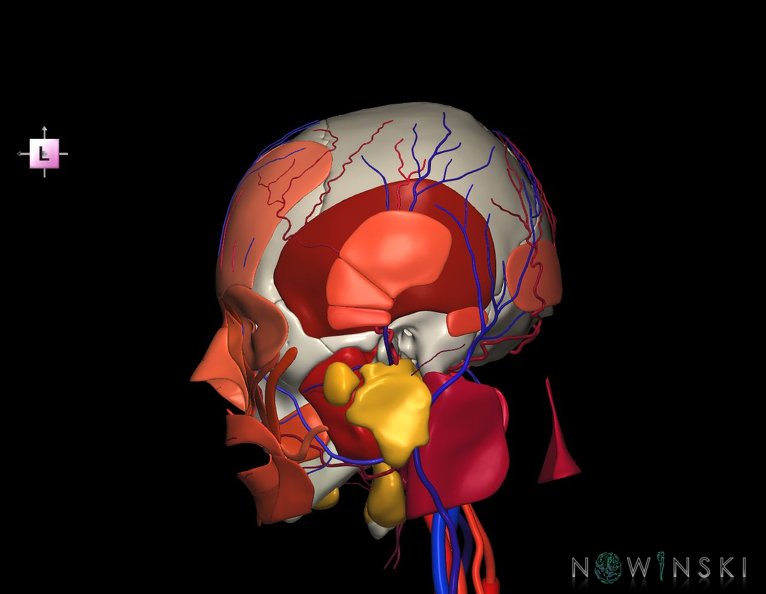 G4.T17.2-18.2-20.1-21-22.1.V2.C2.L0.Extracranial_arteries–veins–Head_muscles–Glands–Skull.tiff