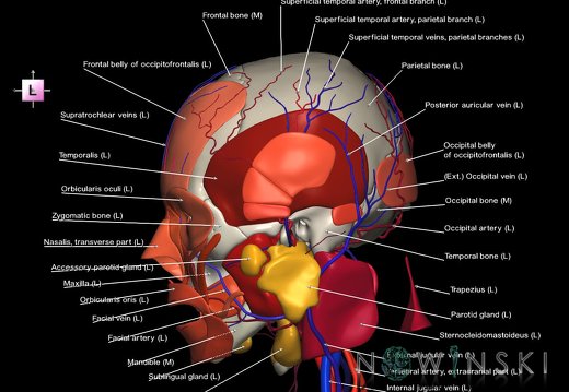 G4.T17.2-18.2-20.1-21-22.1.V2.C2.L1.Extracranial arteries–veins–Head muscles–Glands–Skull