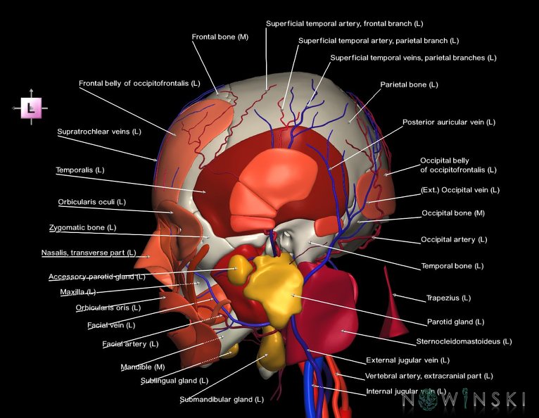 G4.T17.2-18.2-20.1-21-22.1.V2.C2.L1.Extracranial_arteries–veins–Head_muscles–Glands–Skull.tiff