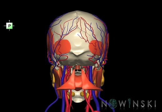 G4.T17.2-18.2-20.1-21-22.1.V3.C1.L0.Extracranial arteries–veins–Head muscles–Glands–Skull