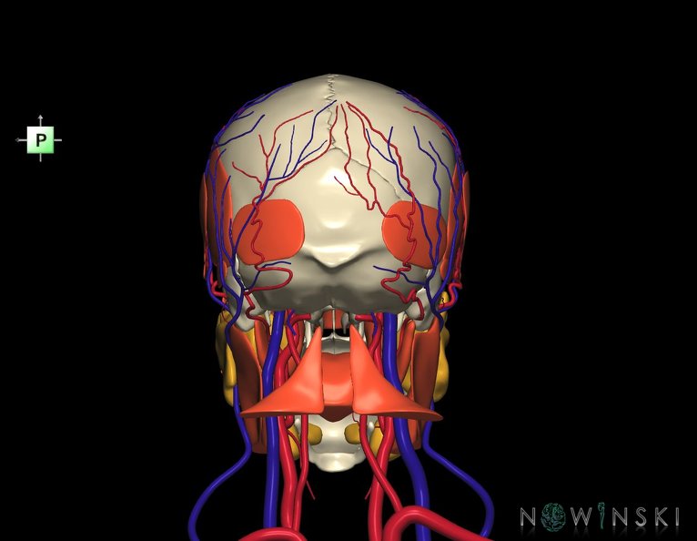 G4.T17.2-18.2-20.1-21-22.1.V3.C1.L0.Extracranial_arteries–veins–Head_muscles–Glands–Skull.tiff