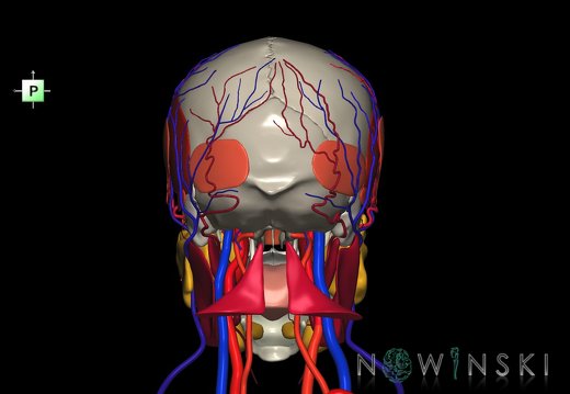 G4.T17.2-18.2-20.1-21-22.1.V3.C2.L0.Extracranial arteries–veins–Head muscles–Glands–Skull