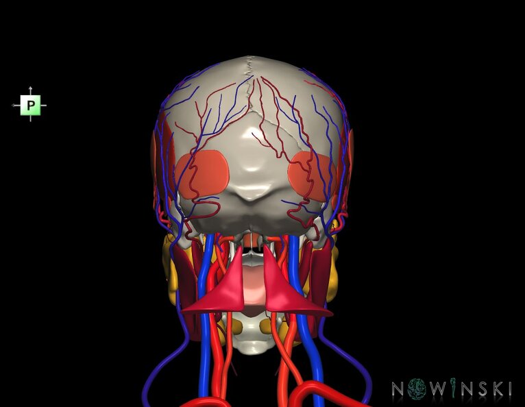 G4.T17.2-18.2-20.1-21-22.1.V3.C2.L0.Extracranial_arteries–veins–Head_muscles–Glands–Skull.tiff