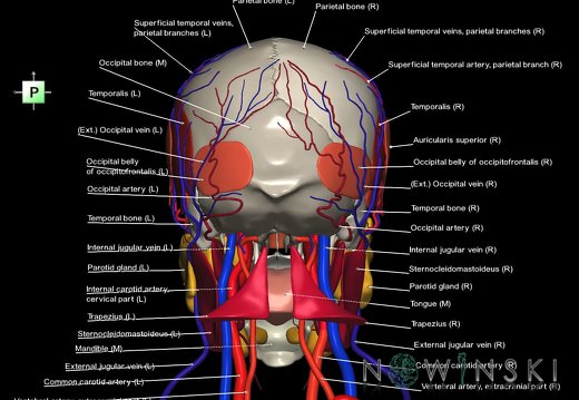 G4.T17.2-18.2-20.1-21-22.1.V3.C2.L1.Extracranial arteries–veins–Head muscles–Glands–Skull