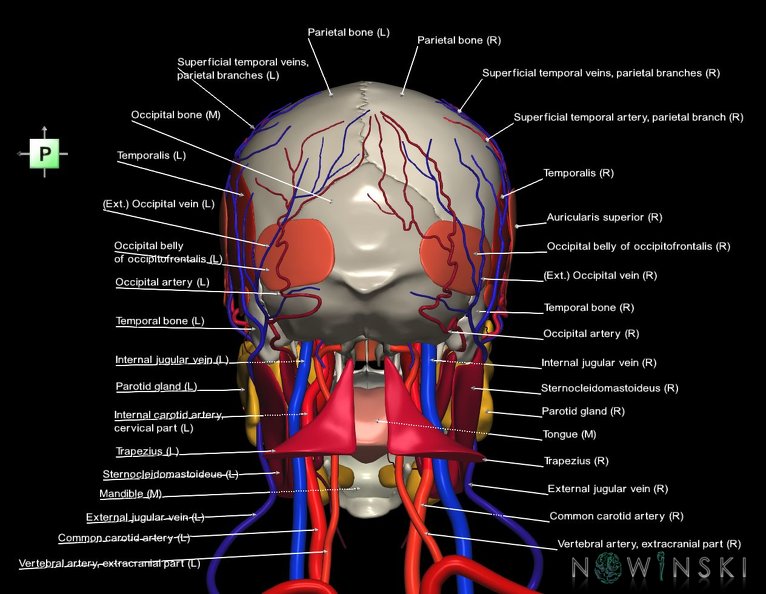 G4.T17.2-18.2-20.1-21-22.1.V3.C2.L1.Extracranial_arteries–veins–Head_muscles–Glands–Skull.tiff