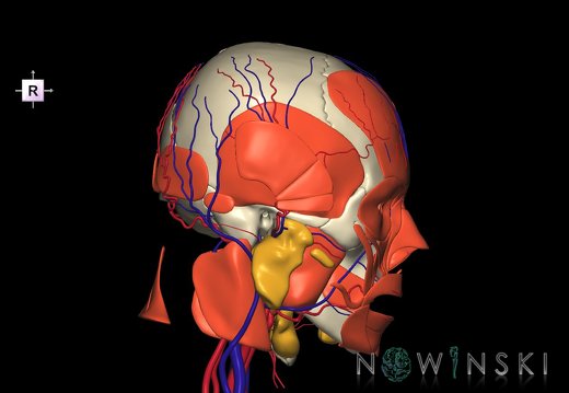 G4.T17.2-18.2-20.1-21-22.1.V4.C1.L0.Extracranial arteries–veins–Head muscles–Glands–Skull
