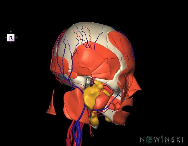 G4.T17.2-18.2-20.1-21-22.1.V4.C1.L0.Extracranial_arteries–veins–Head_muscles–Glands–Skull.tiff