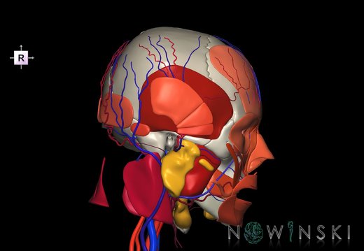 G4.T17.2-18.2-20.1-21-22.1.V4.C2.L0.Extracranial arteries–veins–Head muscles–Glands–Skull