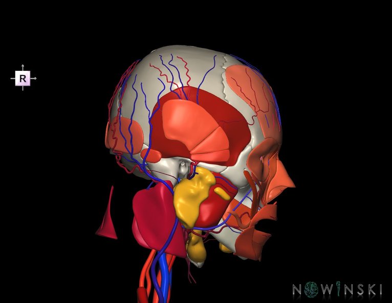 G4.T17.2-18.2-20.1-21-22.1.V4.C2.L0.Extracranial_arteries–veins–Head_muscles–Glands–Skull.tiff