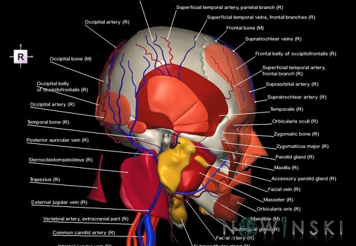 G4.T17.2-18.2-20.1-21-22.1.V4.C2.L1.Extracranial arteries–veins–Head muscles–Glands–Skull