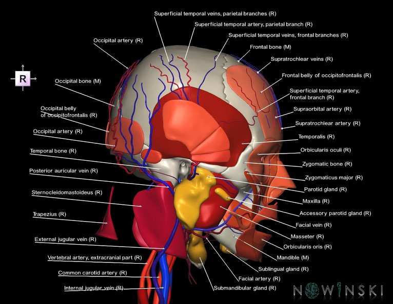 G4.T17.2-18.2-20.1-21-22.1.V4.C2.L1.Extracranial_arteries–veins–Head_muscles–Glands–Skull.tiff