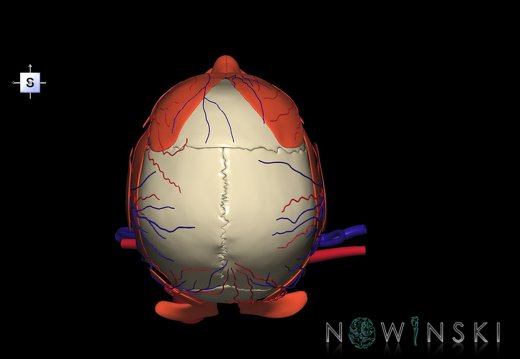 G4.T17.2-18.2-20.1-21-22.1.V5.C1.L0.Extracranial arteries–veins–Head muscles–Glands–Skull