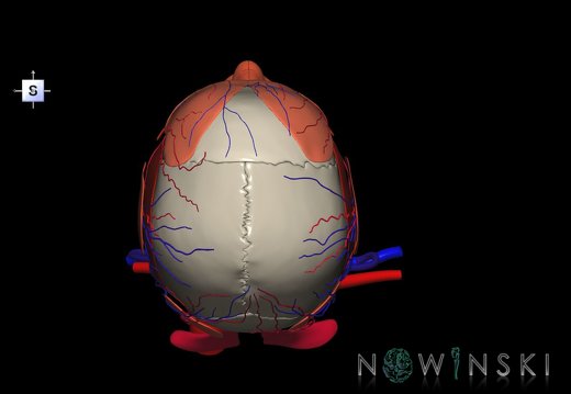 G4.T17.2-18.2-20.1-21-22.1.V5.C2.L0.Extracranial arteries–veins–Head muscles–Glands–Skull