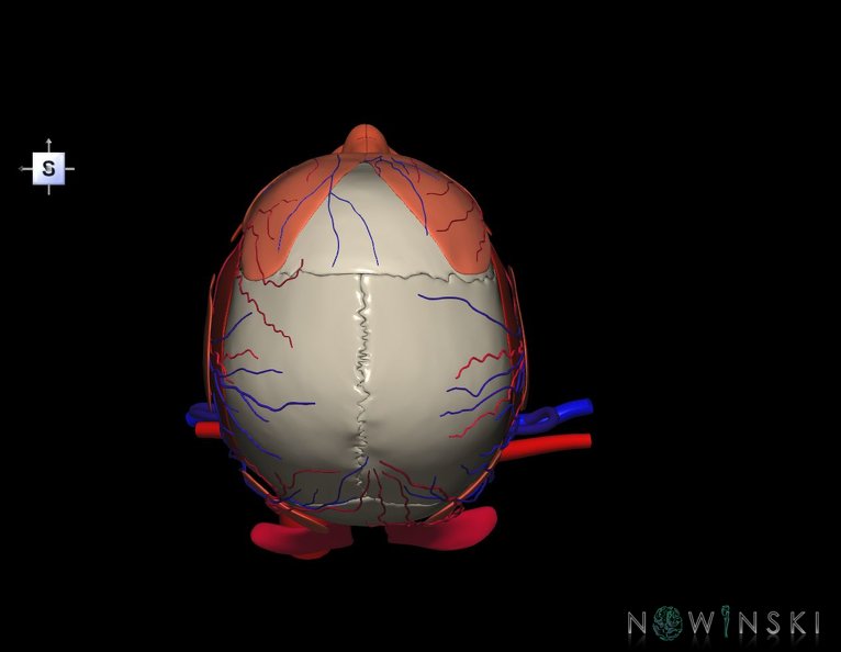 G4.T17.2-18.2-20.1-21-22.1.V5.C2.L0.Extracranial_arteries–veins–Head_muscles–Glands–Skull.tiff