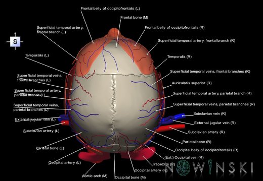G4.T17.2-18.2-20.1-21-22.1.V5.C2.L1.Extracranial arteries–veins–Head muscles–Glands–Skull