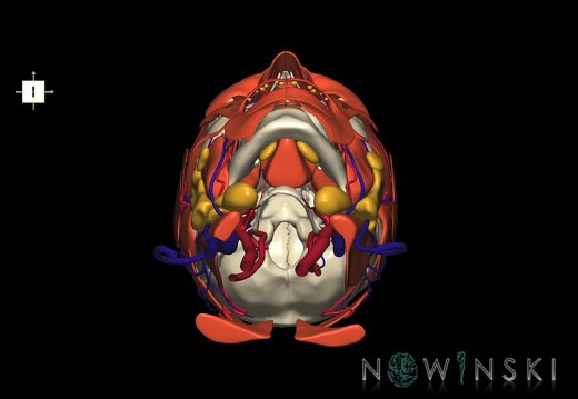 G4.T17.2-18.2-20.1-21-22.1.V6.C1.L0.Extracranial arteries–veins–Head muscles–Glands–Skull