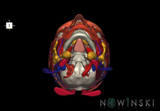 G4.T17.2-18.2-20.1-21-22.1.V6.C2.L0.Extracranial arteries–veins–Head muscles–Glands–Skull