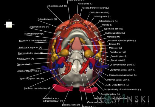 G4.T17.2-18.2-20.1-21-22.1.V6.C2.L1.Extracranial arteries–veins–Head muscles–Glands–Skull