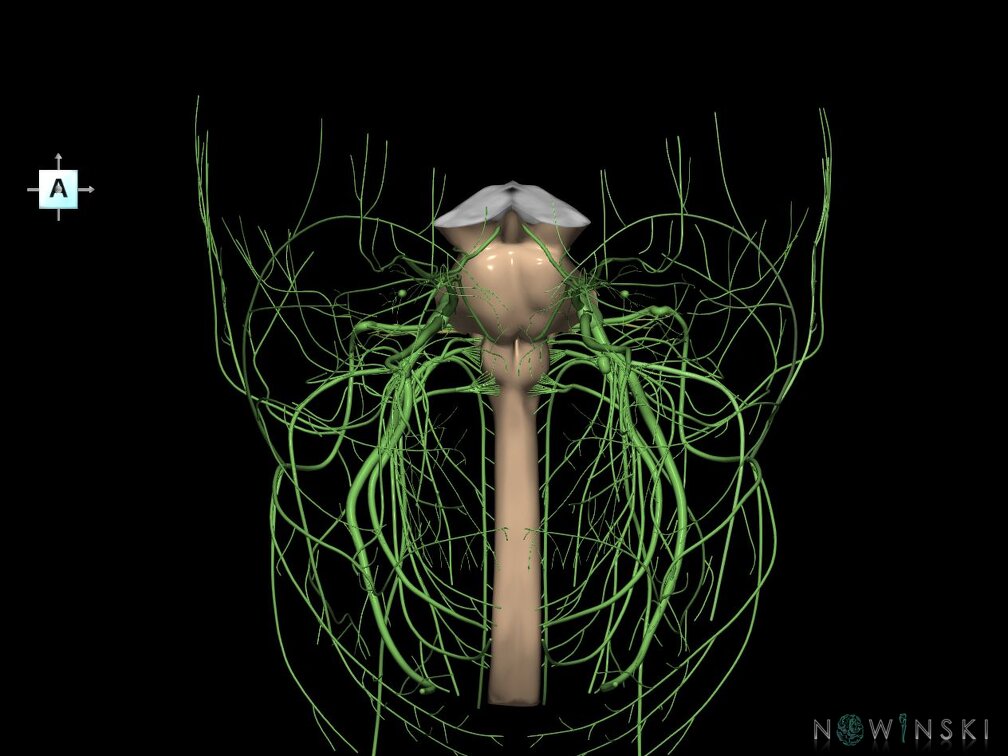 G4.T9-10-19.6--19.15.V1.C1.L0.Brainstem–Cervical spinal cord–CNIII––CNXII