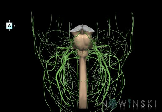 G4.T9-10-19.6--19.15.V1.C1.L0.Brainstem–Cervical spinal cord–CNIII––CNXII