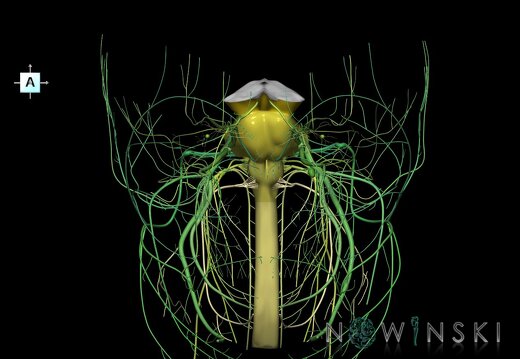 G4.T9-10-19.6--19.15.V1.C2.L0.Brainstem–Cervical spinal cord–CNIII––CNXII